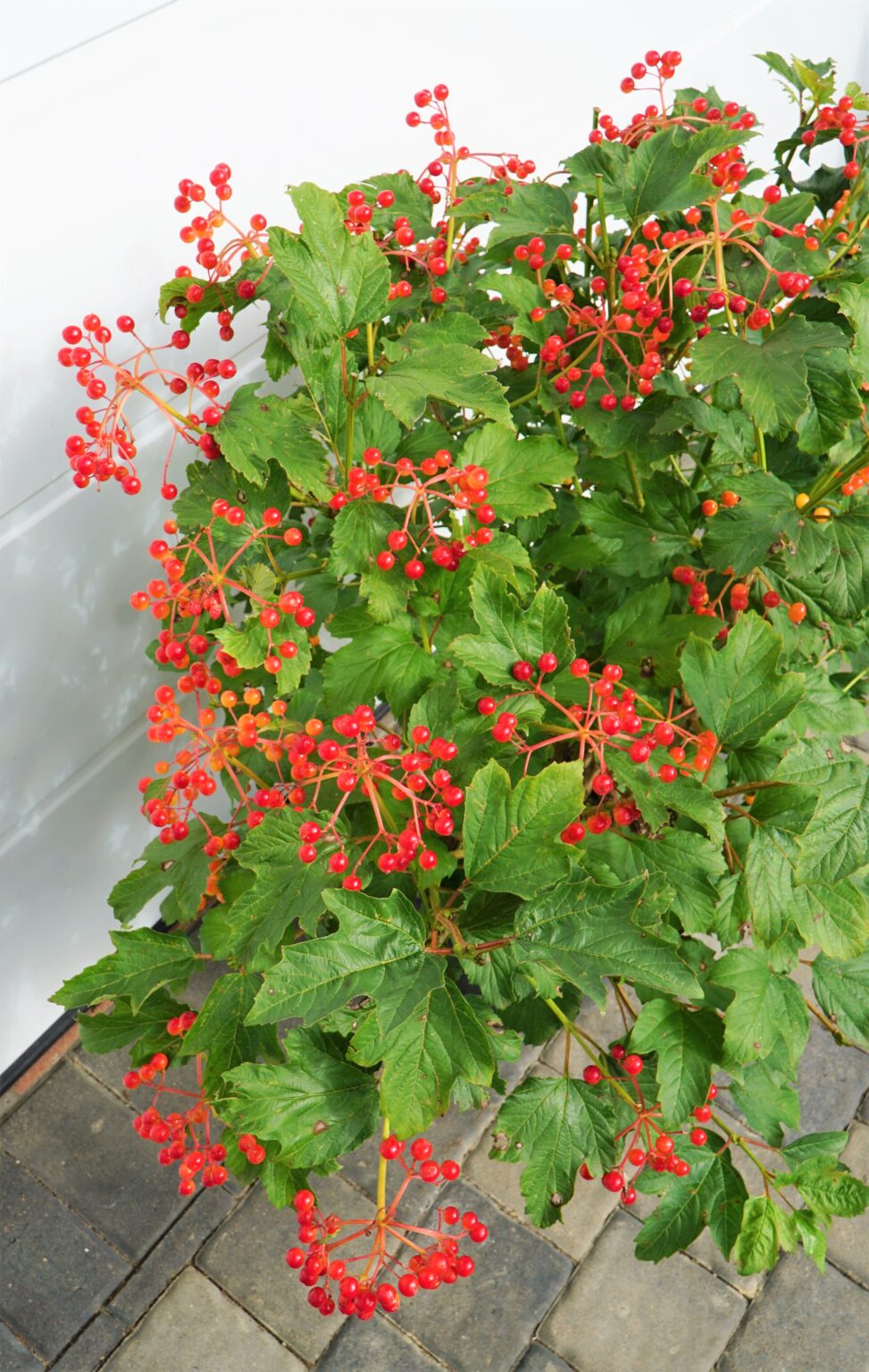 KALINA KORALOWA COMPACTUM Viburnum opulus OgrodowyOkazy.pl