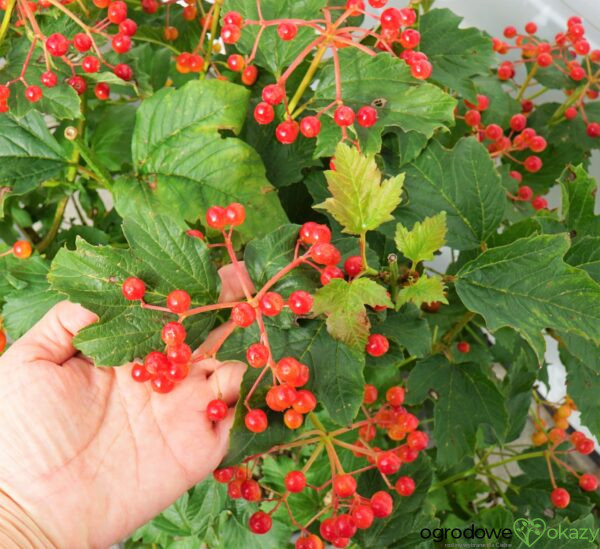 KALINA KORALOWA COMPACTUM Viburnum opulus