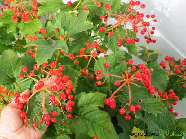 KALINA KORALOWA COMPACTUM Viburnum opulus