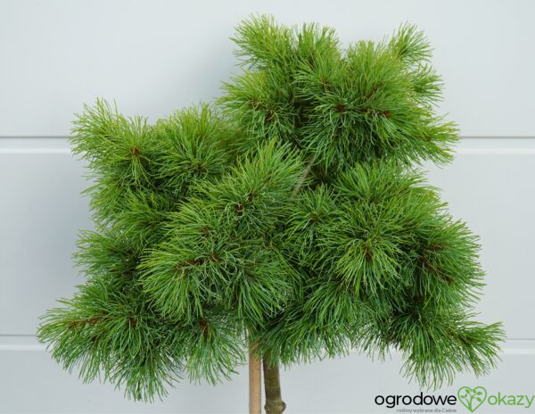 SOSNA DROBNOKWIATOWA BUNTY Pinus parviflora