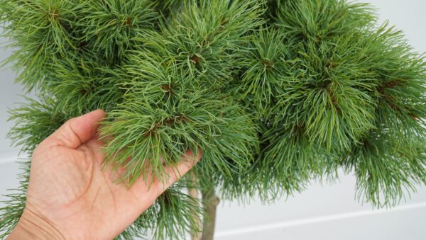 SOSNA DROBNOKWIATOWA BUNTY Pinus parviflora