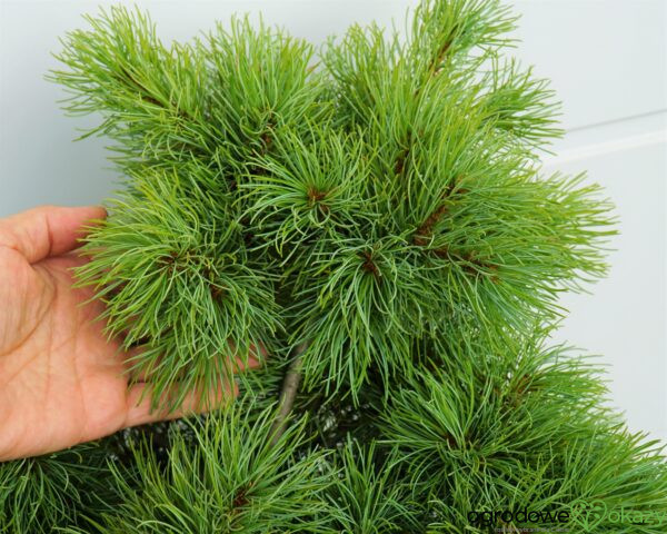 SOSNA DROBNOKWIATOWA BUNTY Pinus parviflora