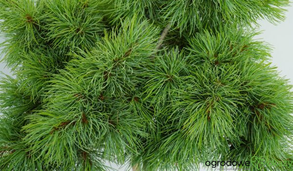 SOSNA DROBNOKWIATOWA BUNTY Pinus parviflora