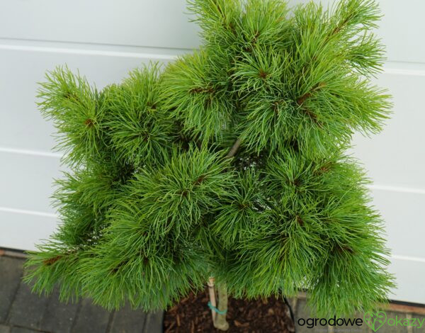 SOSNA DROBNOKWIATOWA BUNTY Pinus parviflora