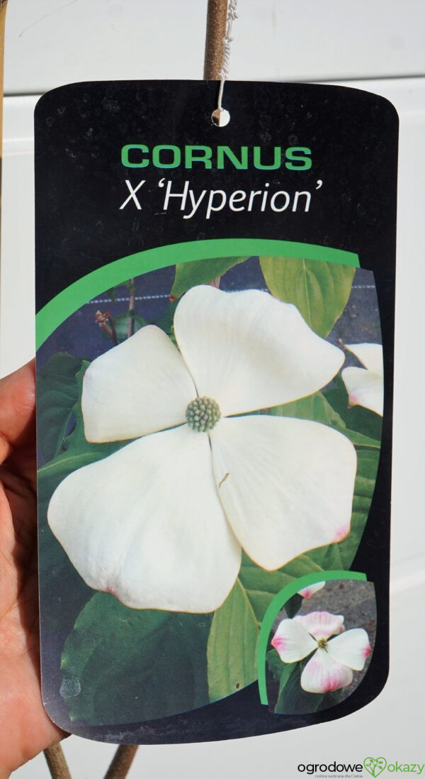 DEREŃ X HYPERION Cornus