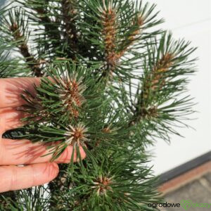 SOSNA CZARNA KOMET Pinus nigra