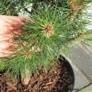 SOSNA CZARNA KOMET Pinus nigra