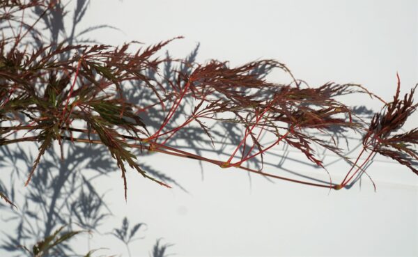 KLON PALMOWY USU-BENI-SHIDARE Acer palmatum