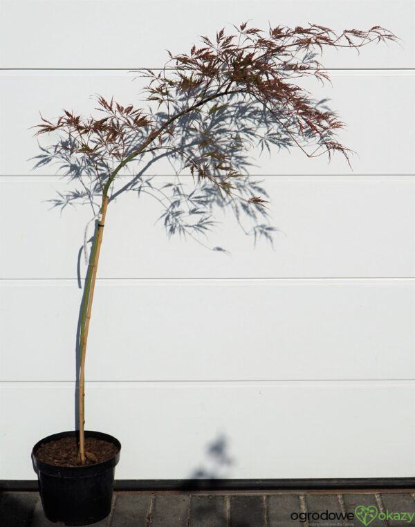 KLON PALMOWY USU-BENI-SHIDARE Acer palmatum