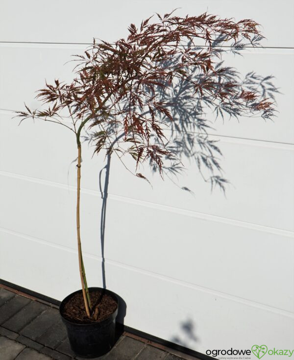 KLON PALMOWY USU-BENI-SHIDARE Acer palmatum