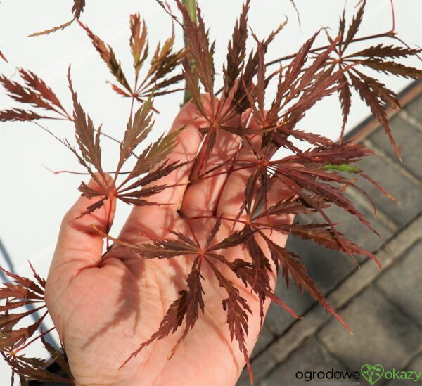 KLON PALMOWY USU-BENI-SHIDARE Acer palmatum