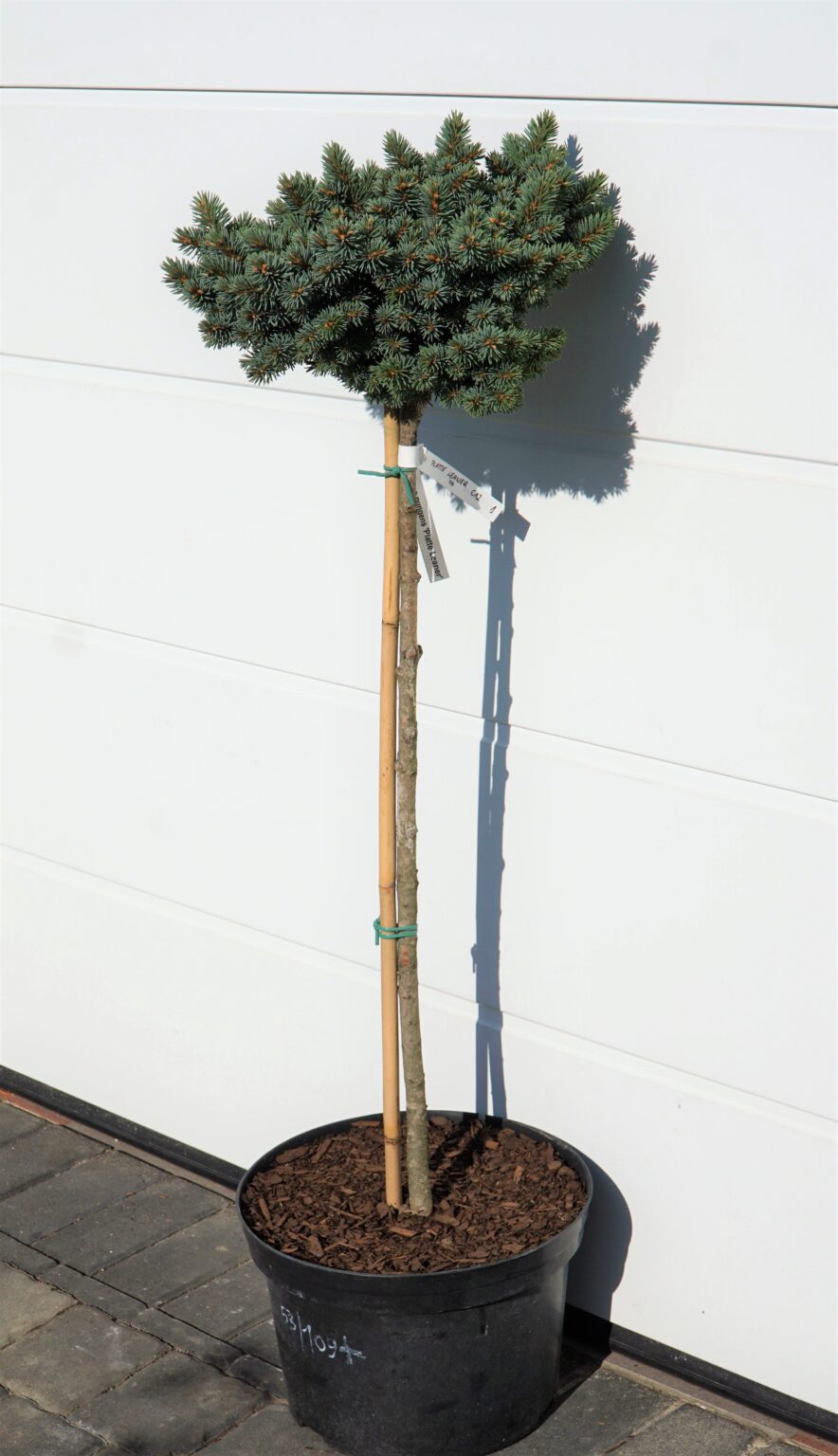 ŚWIERK KŁUJĄCY PLATTE LEANER Picea pungens