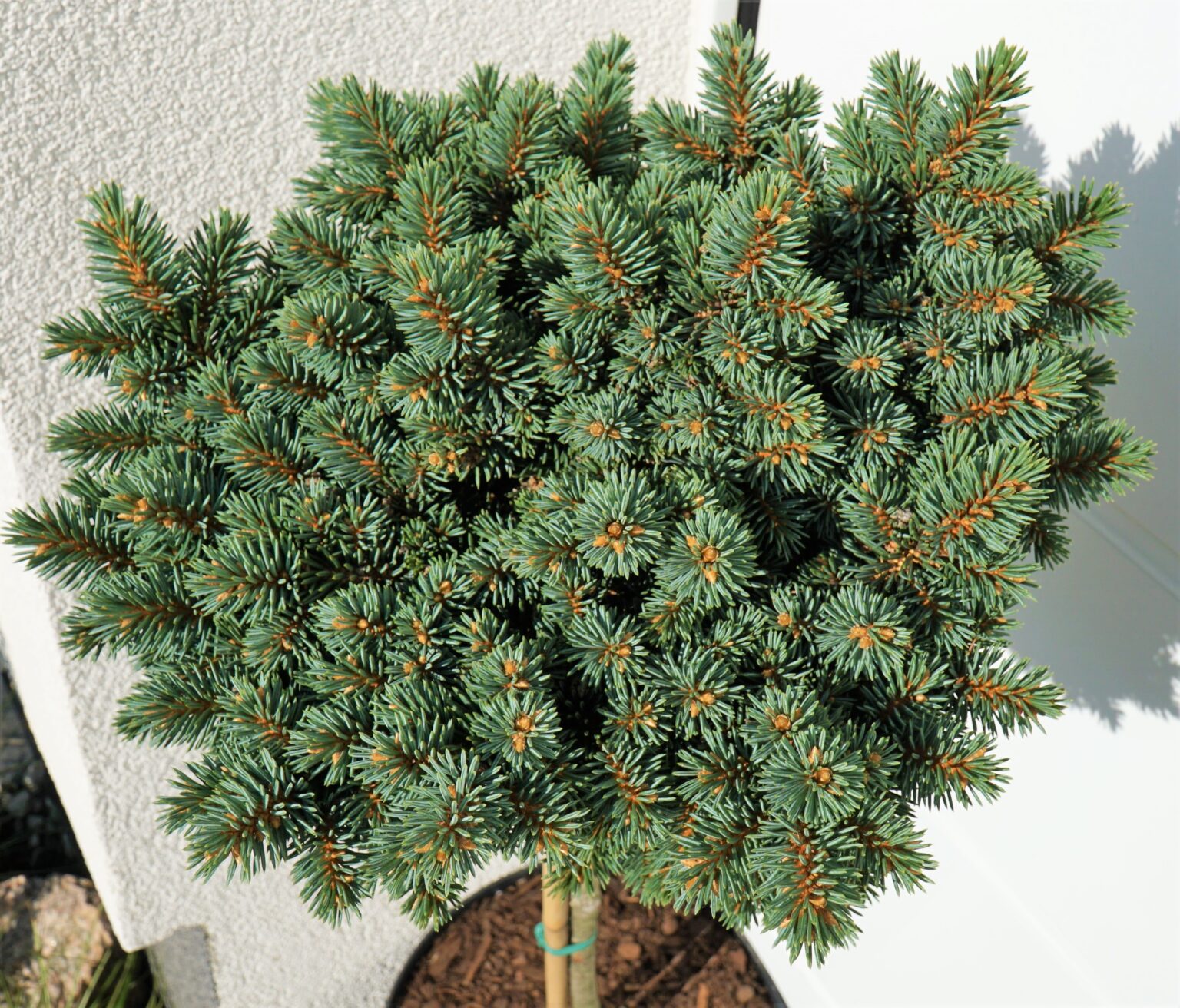 ŚWIERK KŁUJĄCY PLATTE LEANER Picea pungens
