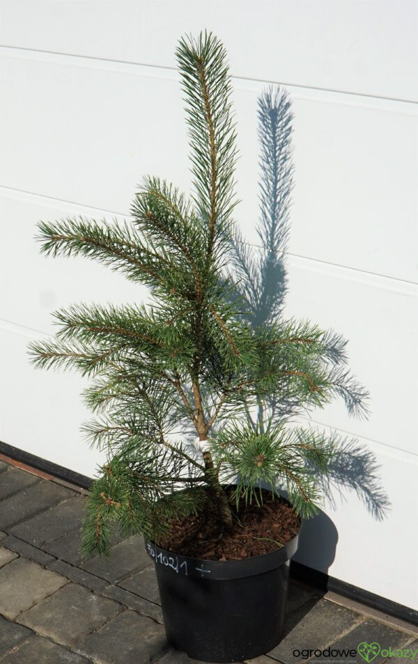 SOSNA POSPOLITA BRENTMOOR BLONDE Pinus sylvestris