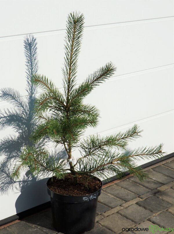 SOSNA POSPOLITA BRENTMOOR BLONDE Pinus sylvestris