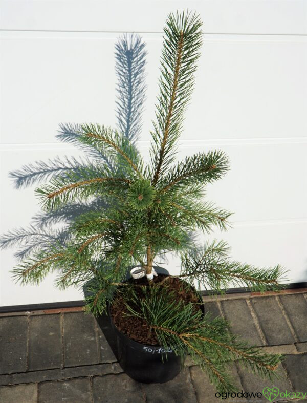 SOSNA POSPOLITA BRENTMOOR BLONDE Pinus sylvestris