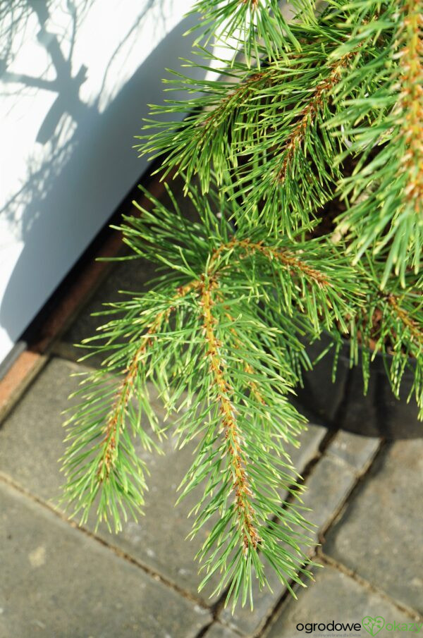 SOSNA POSPOLITA BRENTMOOR BLONDE Pinus sylvestris