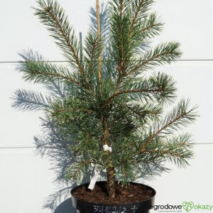 SOSNA POSPOLITA BRENTMOOR BLONDE Pinus sylvestris
