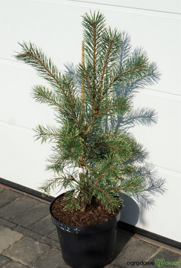 SOSNA POSPOLITA BRENTMOOR BLONDE Pinus sylvestris