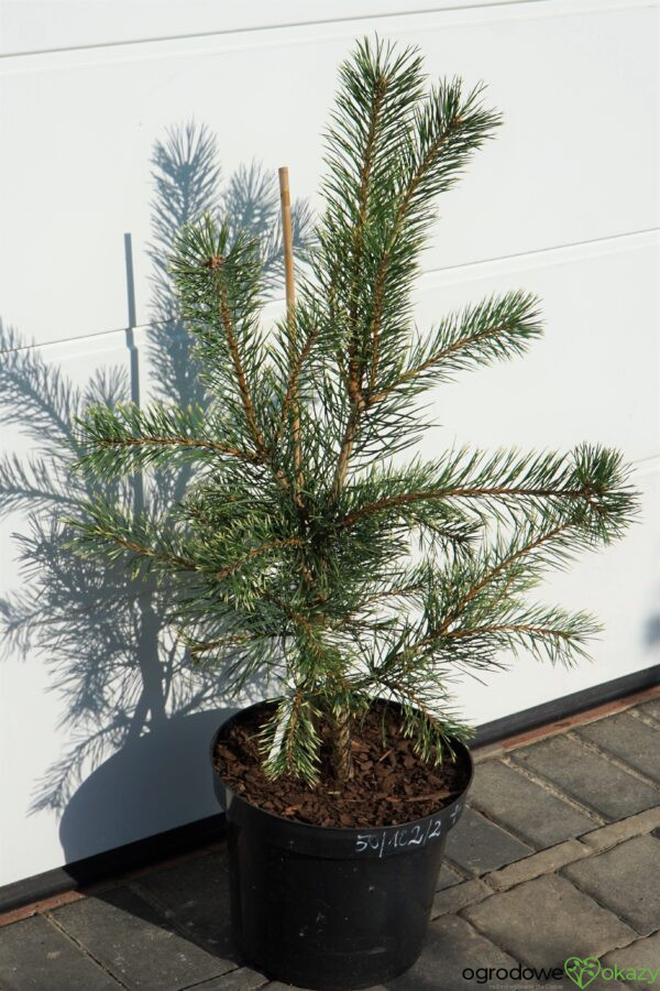 SOSNA POSPOLITA BRENTMOOR BLONDE Pinus sylvestris