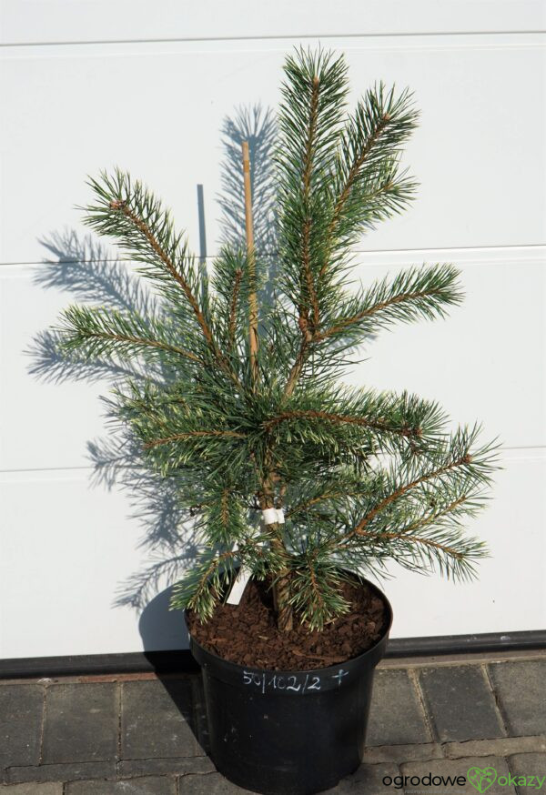 SOSNA POSPOLITA BRENTMOOR BLONDE Pinus sylvestris