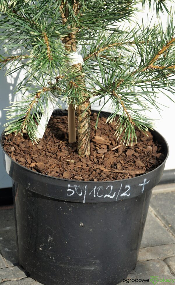 SOSNA POSPOLITA BRENTMOOR BLONDE Pinus sylvestris