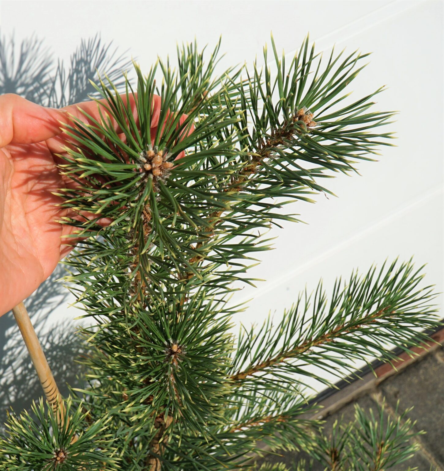 SOSNA POSPOLITA BRENTMOOR BLONDE Pinus sylvestris