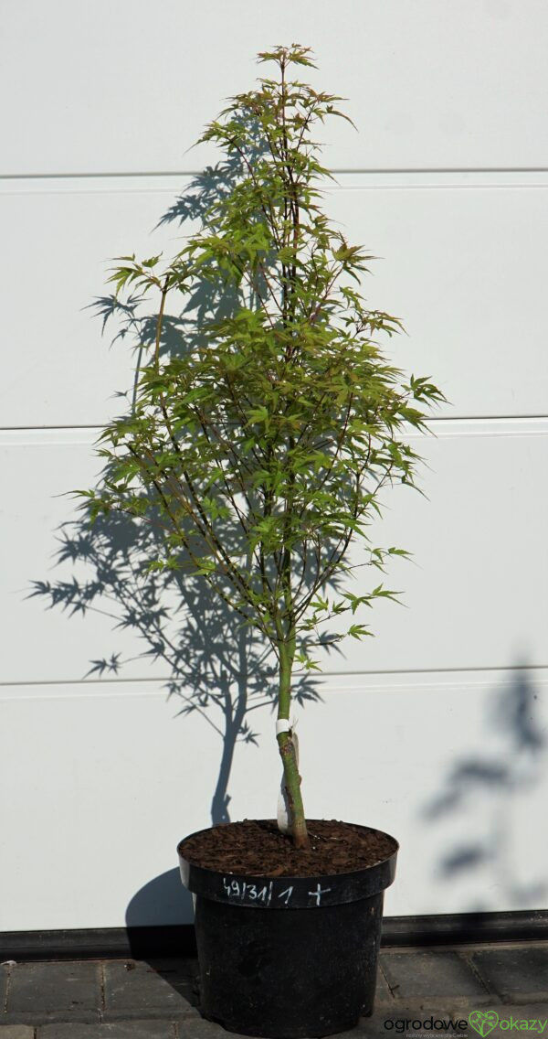 KLON PALMOWY WILSON'S PINK DWARF Acer Palmatum