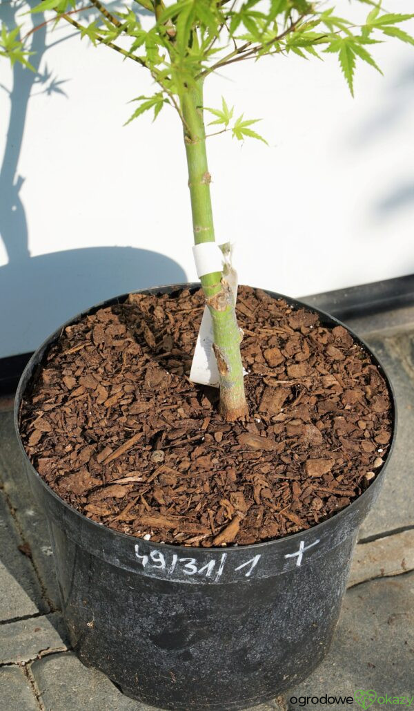 KLON PALMOWY WILSON'S PINK DWARF Acer Palmatum