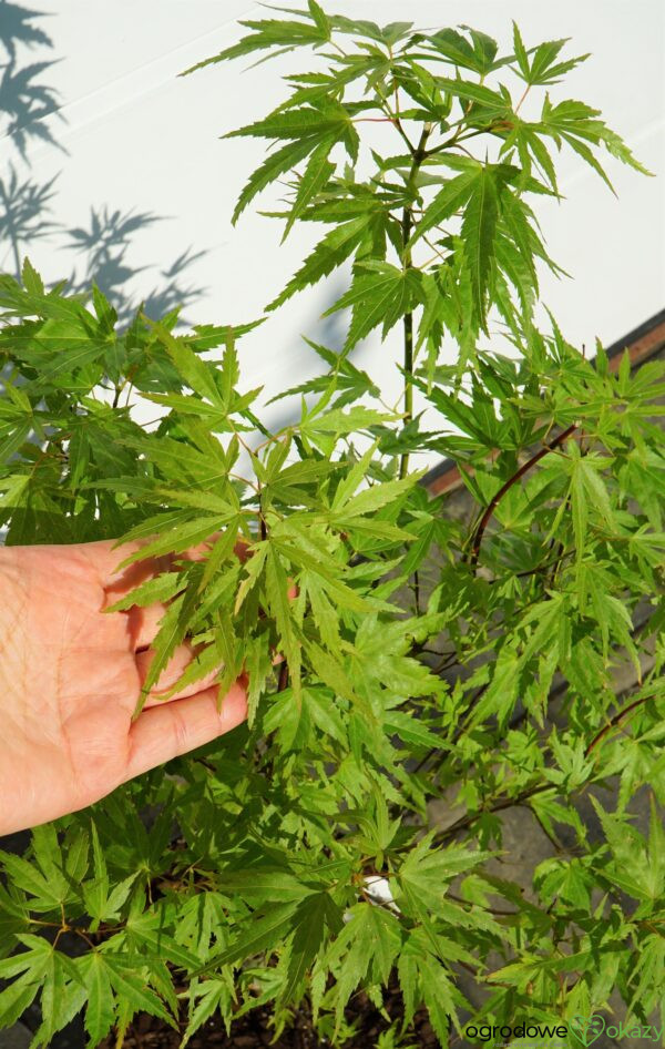 KLON PALMOWY WILSON'S PINK DWARF Acer Palmatum