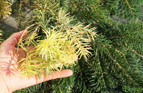 JODŁA BUŁGARSKA FILIP'S COLOUR CATCHER Abies borisii-regis