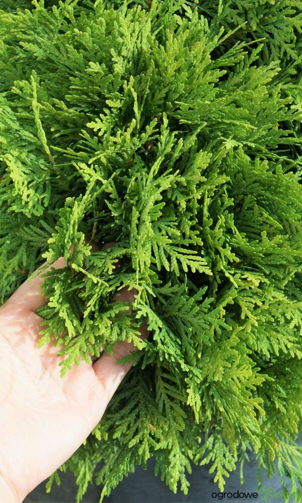 ŻYWOTNIK ZACHODNI MIRJAM PBR Thuja occidentalis