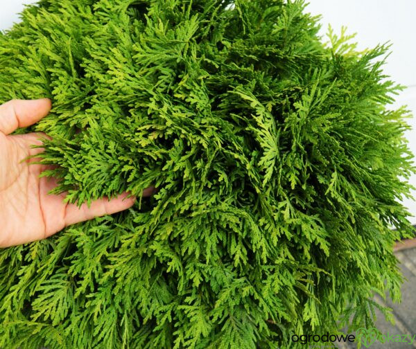 ŻYWOTNIK ZACHODNI MIRJAM PBR Thuja occidentalis