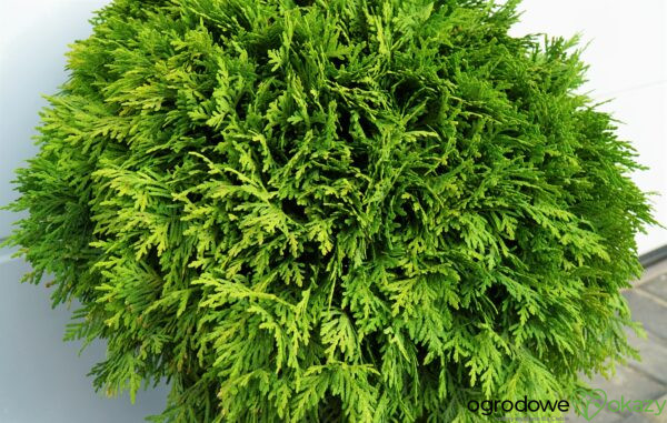 ŻYWOTNIK ZACHODNI MIRJAM PBR Thuja occidentalis