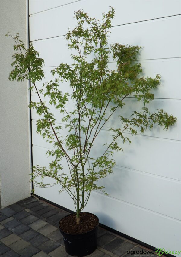 KLON PALMOWY WILSON'S PINK DWARF Acer Palmatum