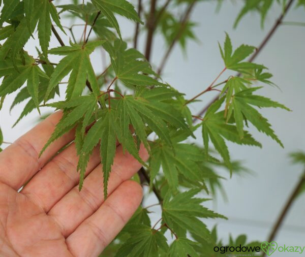 KLON PALMOWY WILSON'S PINK DWARF Acer Palmatum