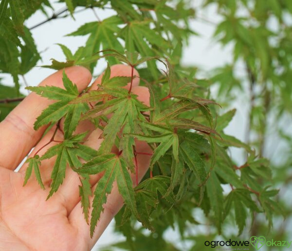 KLON PALMOWY WILSON'S PINK DWARF Acer Palmatum