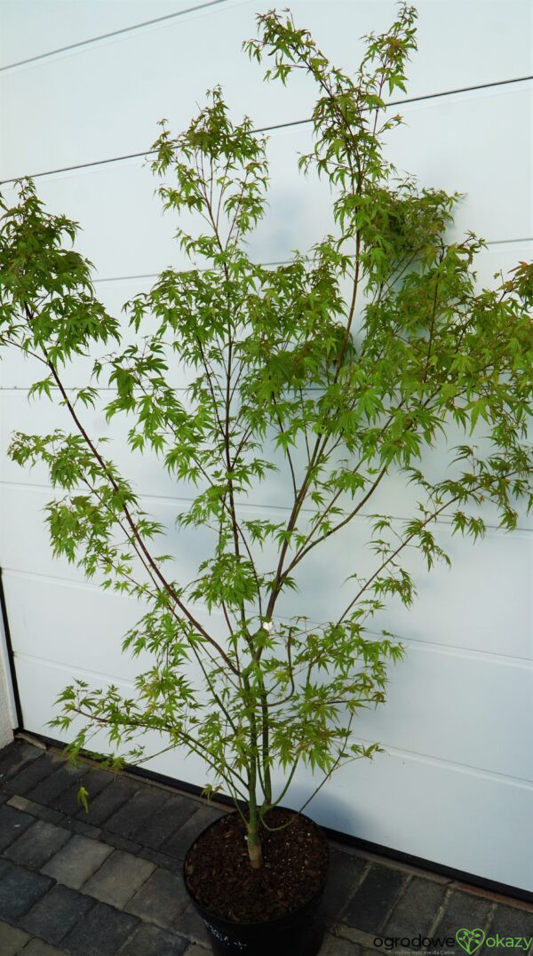 KLON PALMOWY WILSON'S PINK DWARF Acer Palmatum