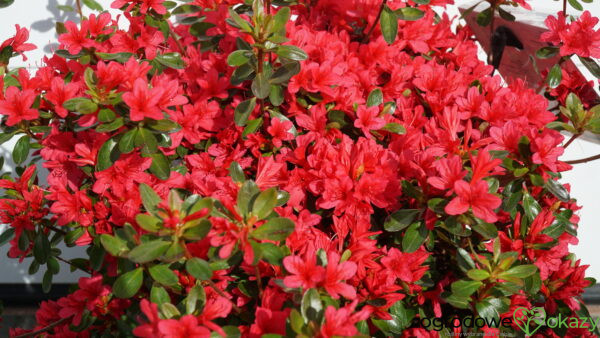 AZALIA JAPOŃSKA THIERRY Rhododendron