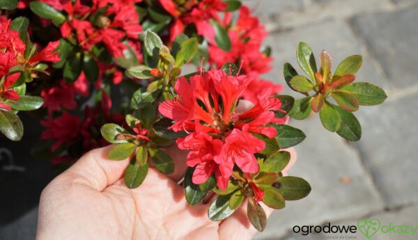 AZALIA JAPOŃSKA THIERRY Rhododendron