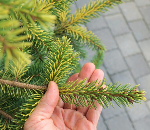 ŚWIERK SERBSKI AUREA Picea omorika