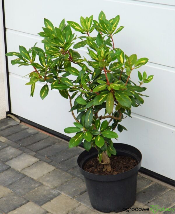 RÓŻANECZNIK 'GOLDFLIMMER' Rhododendron