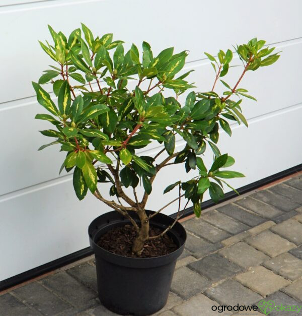 RÓŻANECZNIK 'GOLDFLIMMER' Rhododendron