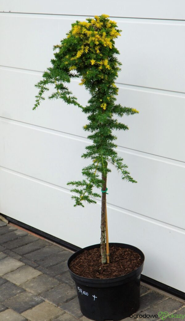 JAŁOWIEC NADBRZEŻNY GOLDEN WINGS Juniperus conferta