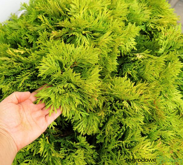 ŻYWOTNIK ZACHODNI MIRJAM PBR Thuja occidentalis