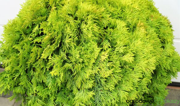 ŻYWOTNIK ZACHODNI MIRJAM PBR Thuja occidentalis