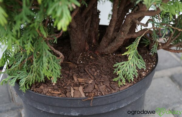 ŻYWOTNIK ZACHODNI MIRJAM PBR Thuja occidentalis