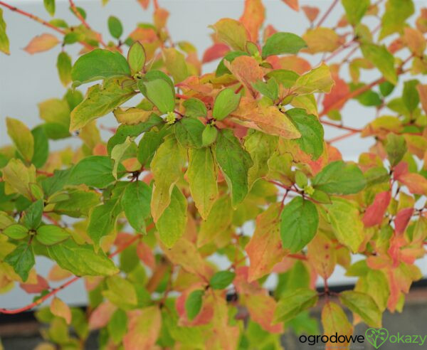 DEREŃ ŚWIDWA MIDWINTER FIRE Cornus sanguinea