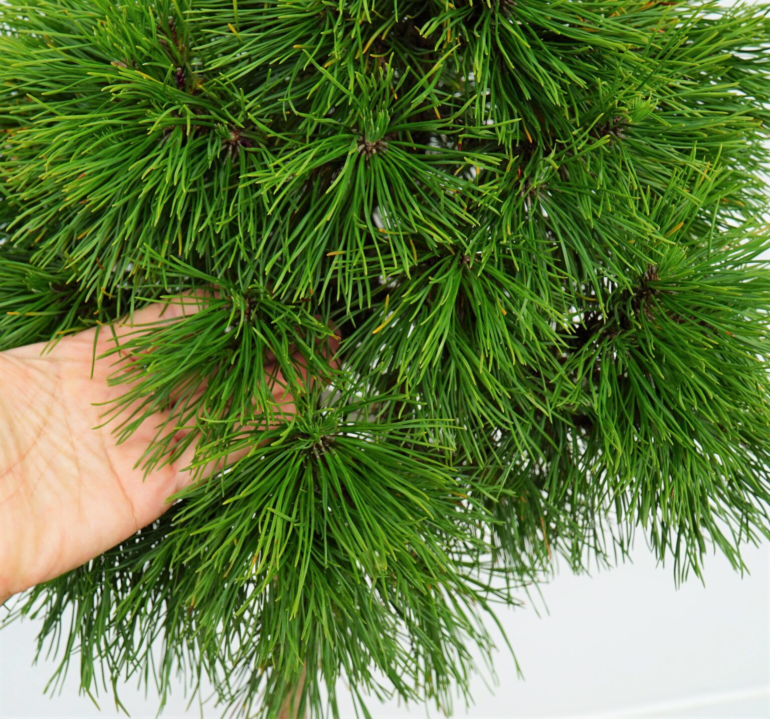 SOSNA GÓRSKA VARELLA Pinus mugo
