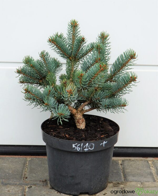 Picea asperata ‘Chevreloup’